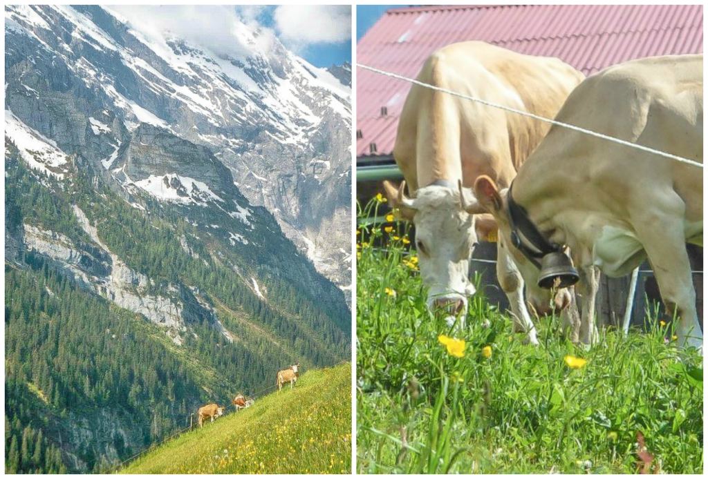 Gimmelwald, Switzerland | Hiking in the Swiss Alps | Murren | mountains | cows | Where is gimmelwald? | Where to stay in Gimmelwald | Hiking trails | Lauterbrunnen Valley