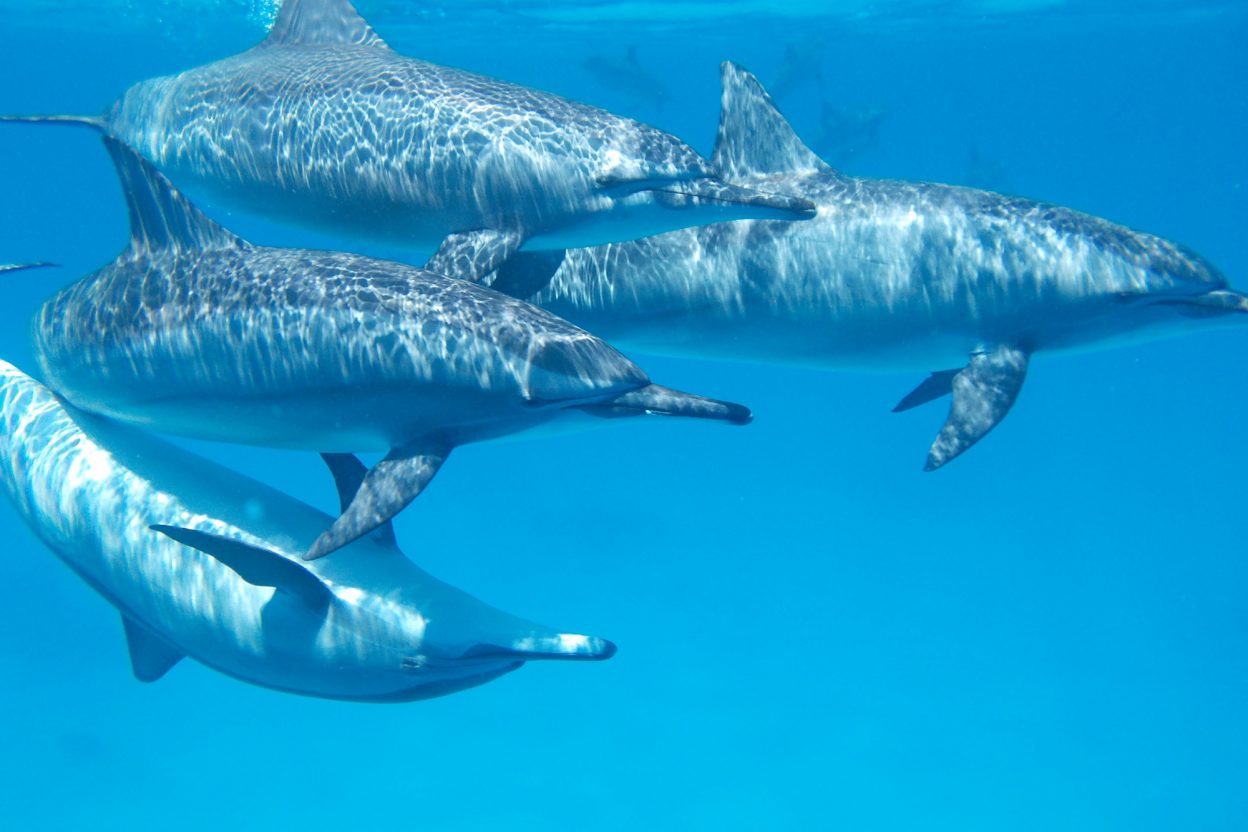 Do This, Not That // Snorkeling in Hawaii | Oahu, Maui | Hawaii Snorkeling tips | Pacific Ocean | Hawaii snorkeling dos and don'ts | Hawaii travel tips | Things to do in Hawaii | What to do in Oahu | Sea Turtles, dolphins, whales, fish