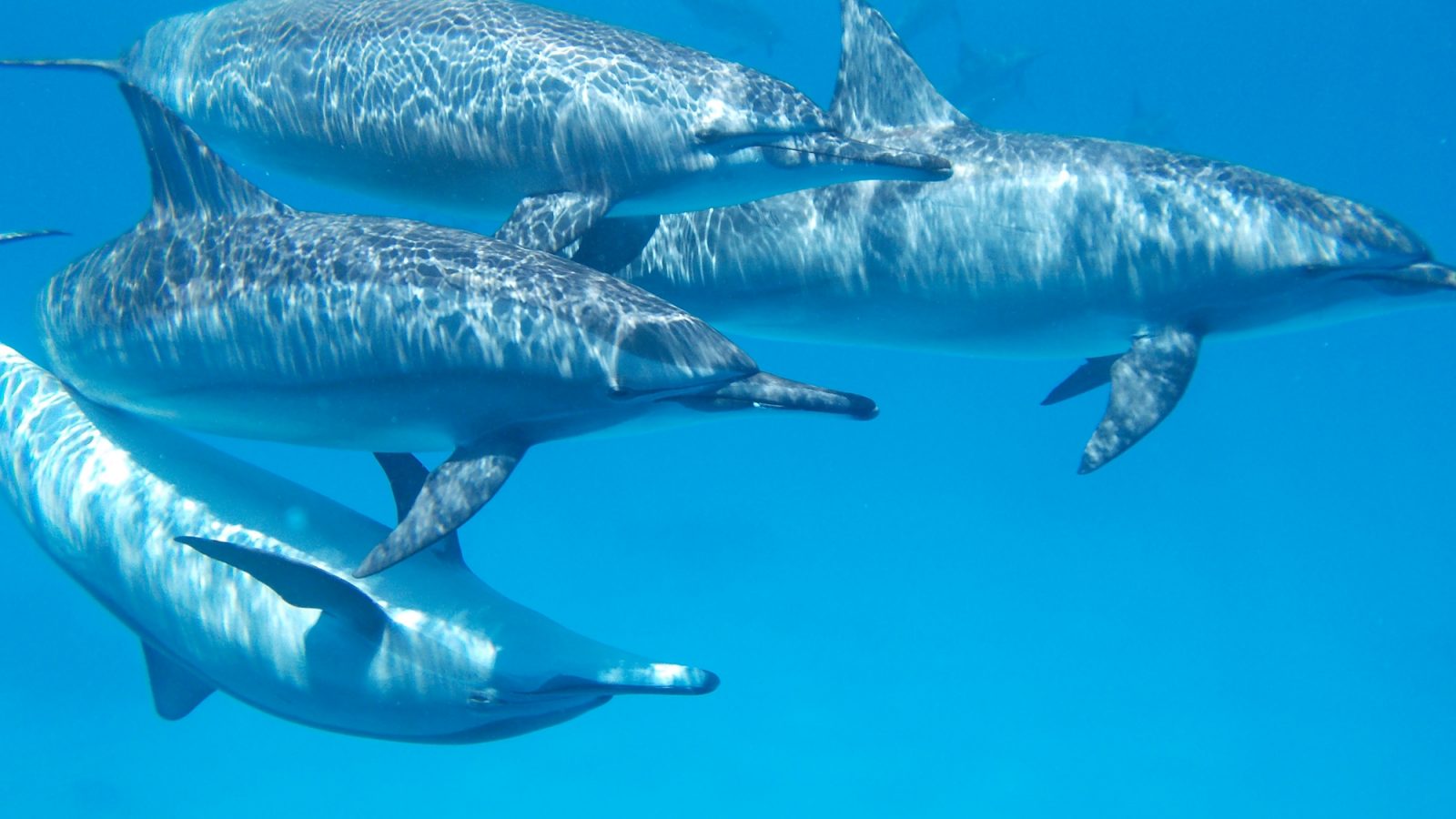 Do This, Not That // Snorkeling in Hawaii | Oahu, Maui | Hawaii Snorkeling tips | Pacific Ocean | Hawaii snorkeling dos and don'ts | Hawaii travel tips | Things to do in Hawaii | What to do in Oahu | Sea Turtles, dolphins, whales, fish