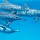 Do This, Not That // Snorkeling in Hawaii | Oahu, Maui | Hawaii Snorkeling tips | Pacific Ocean | Hawaii snorkeling dos and don'ts | Hawaii travel tips | Things to do in Hawaii | What to do in Oahu | Sea Turtles, dolphins, whales, fish