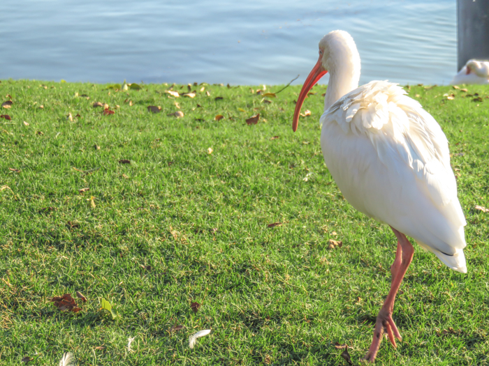 ibis, epcot food and wine festival, disney world, orlando, Florida