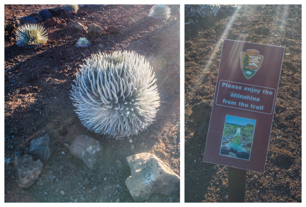 haleakala ahinahina silver sword