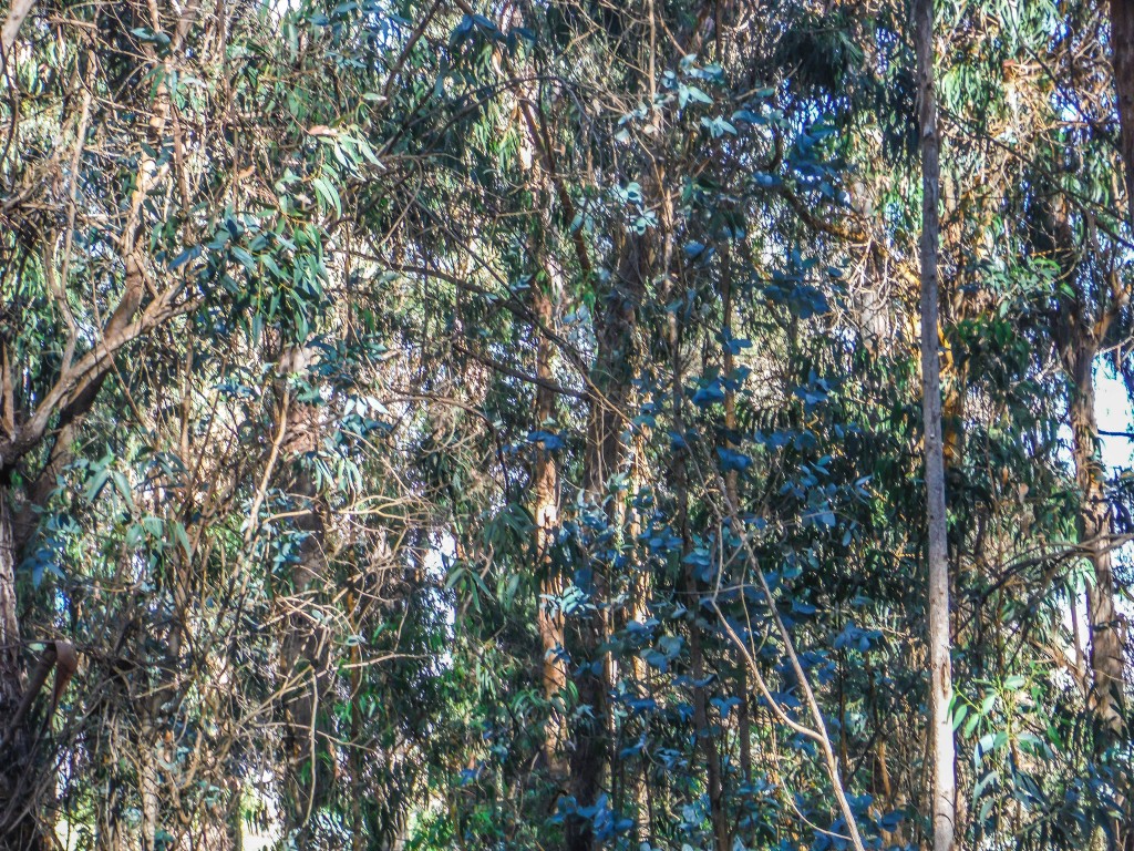 haleakala eucalyptus