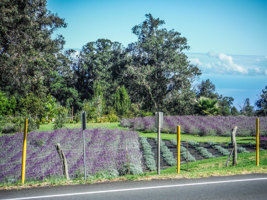 haleakala lavender farm