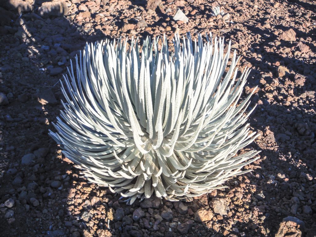 Haleakala National Park | Haleakala Crater | Maui, Hawaii | Sunrise experience and mountain biking | Nene state goose | Wildlife, lavender, eucalyptus, scenery | lunar landscape