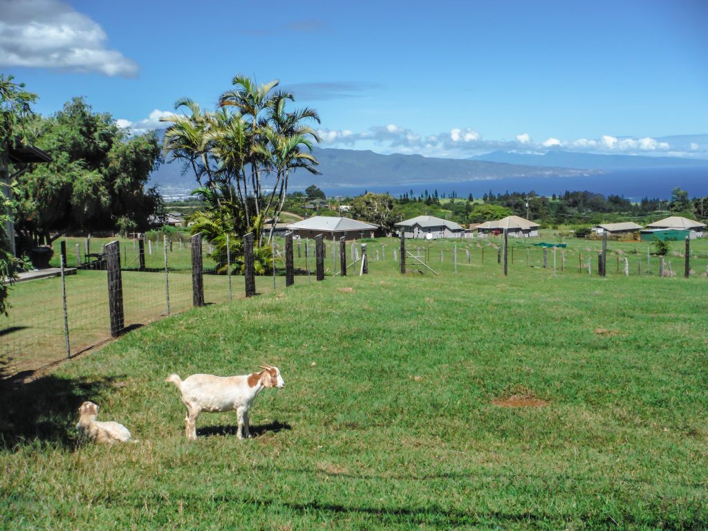 Haleakala National Park | Haleakala Crater | Maui, Hawaii | Sunrise experience and mountain biking | Nene state goose | Wildlife, lavender, eucalyptus, scenery | lunar landscape