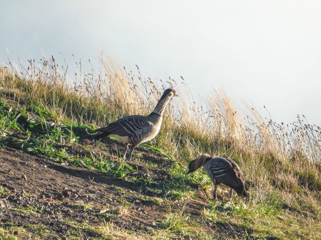 Haleakala National Park | Haleakala Crater | Maui, Hawaii | Sunrise experience and mountain biking | Nene state goose | Wildlife, lavender, eucalyptus, scenery | lunar landscape