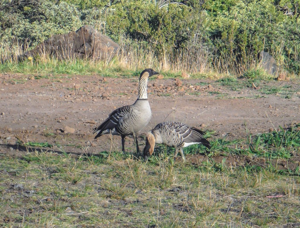 Haleakala National Park | Haleakala Crater | Maui, Hawaii | Sunrise experience and mountain biking | Nene state goose | Wildlife, lavender, eucalyptus, scenery | lunar landscape