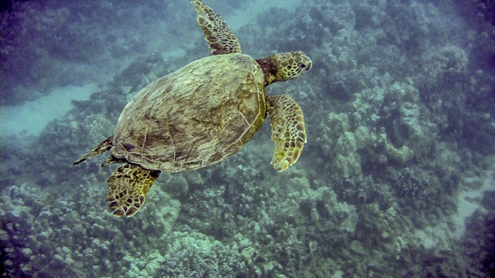 Do This, Not That // Snorkeling in Hawaii | Oahu, Maui | Hawaii Snorkeling tips | Pacific Ocean | Hawaii snorkeling dos and don'ts | Hawaii travel tips | Things to do in Hawaii | What to do in Oahu | Sea Turtles, dolphins, whales, fish