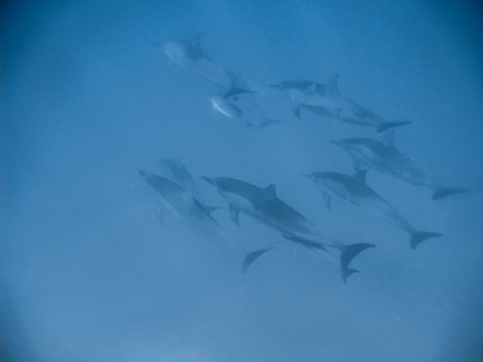 Do This, Not That // Snorkeling in Hawaii | Oahu, Maui | Hawaii Snorkeling tips | Pacific Ocean | Hawaii snorkeling dos and don'ts | Hawaii travel tips | Things to do in Hawaii | What to do in Oahu | Sea Turtles, dolphins, whales, fish