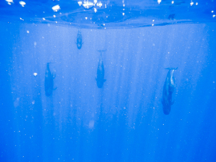 Do This, Not That // Snorkeling in Hawaii | Oahu, Maui | Hawaii Snorkeling tips | Pacific Ocean | Hawaii snorkeling dos and don'ts | Hawaii travel tips | Things to do in Hawaii | What to do in Oahu | Sea Turtles, dolphins, whales, fish