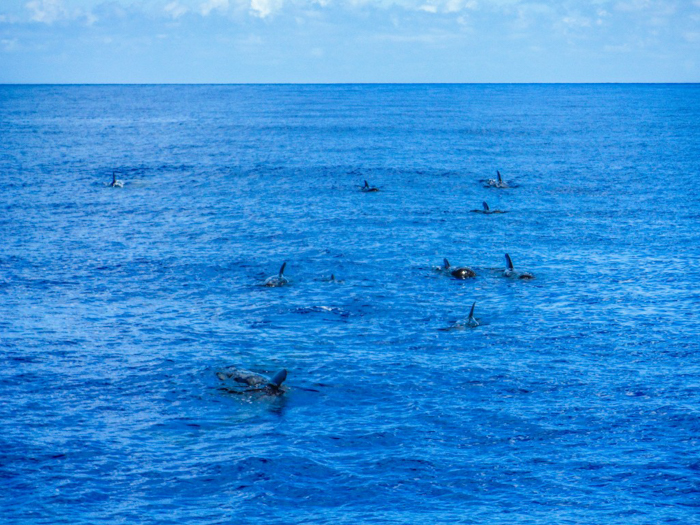 Do This, Not That // Snorkeling in Hawaii | Oahu, Maui | Hawaii Snorkeling tips | Pacific Ocean | Hawaii snorkeling dos and don'ts | Hawaii travel tips | Things to do in Hawaii | What to do in Oahu | Sea Turtles, dolphins, whales, fish