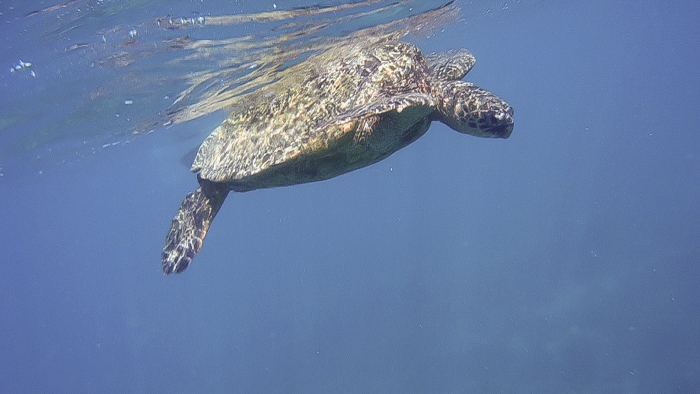 Do This, Not That // Snorkeling in Hawaii | Oahu, Maui | Hawaii Snorkeling tips | Pacific Ocean | Hawaii snorkeling dos and don'ts | Hawaii travel tips | Things to do in Hawaii | What to do in Oahu | Sea Turtles, dolphins, whales, fish