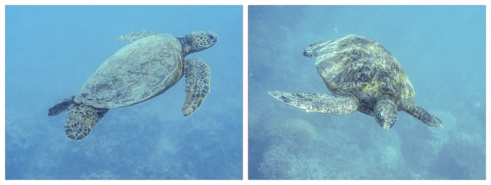 Do This, Not That // Snorkeling in Hawaii | Oahu, Maui | Hawaii Snorkeling tips | Pacific Ocean | Hawaii snorkeling dos and don'ts | Hawaii travel tips | Things to do in Hawaii | What to do in Oahu | Sea Turtles, dolphins, whales, fish