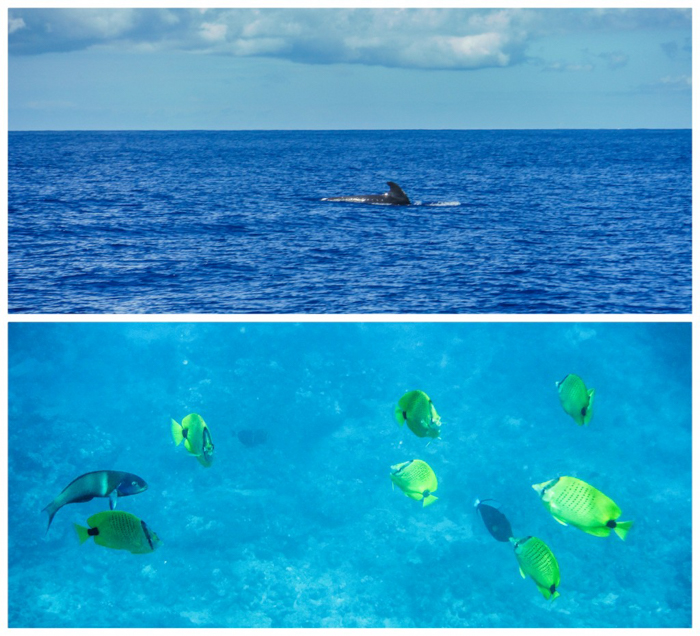 Do This, Not That // Snorkeling in Hawaii | Oahu, Maui | Hawaii Snorkeling tips | Pacific Ocean | Hawaii snorkeling dos and don'ts | Hawaii travel tips | Things to do in Hawaii | What to do in Oahu | Sea Turtles, dolphins, whales, fish