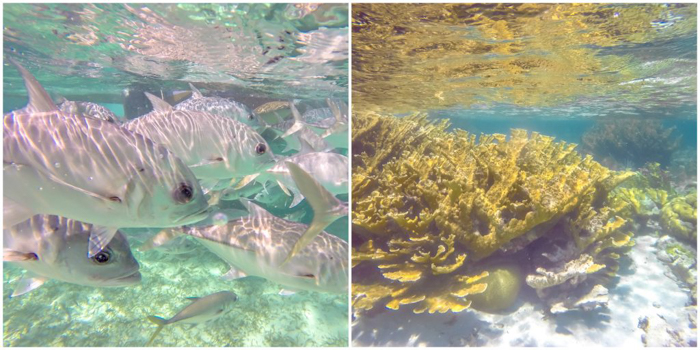 fish and coral | Snorkeling in Belize with Caye Caulker's Caveman Snorkeling Tours
