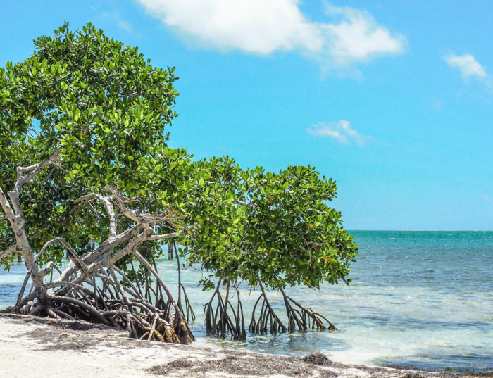 green mangroves | Caye Caulker snorkeling with Caveman Snorkeling Tours