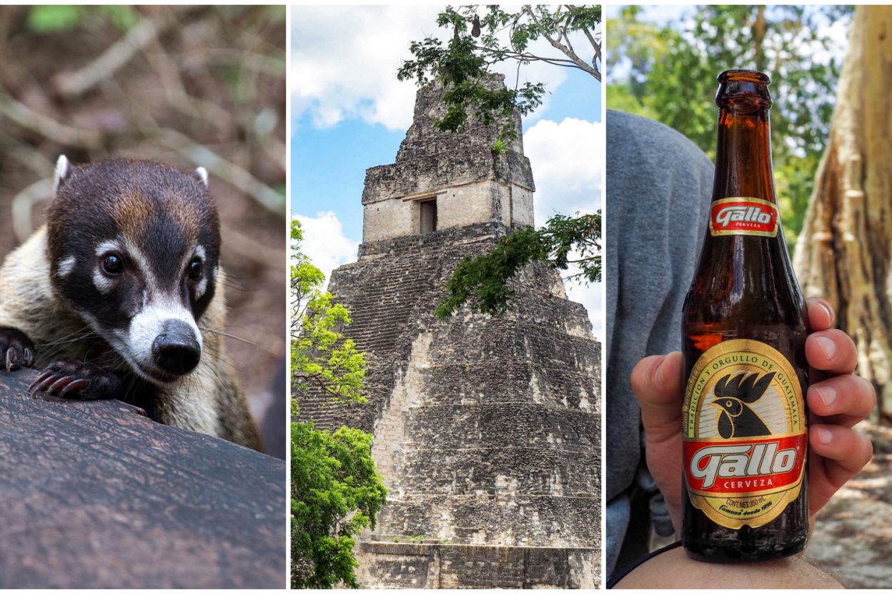 Belize to Tikal Day Trip: Important Tips for Your Guatemala Day Tours | San Ignacio, Belize to Tikal National Park, gallo beer, coatimundis, ancient Maya temples