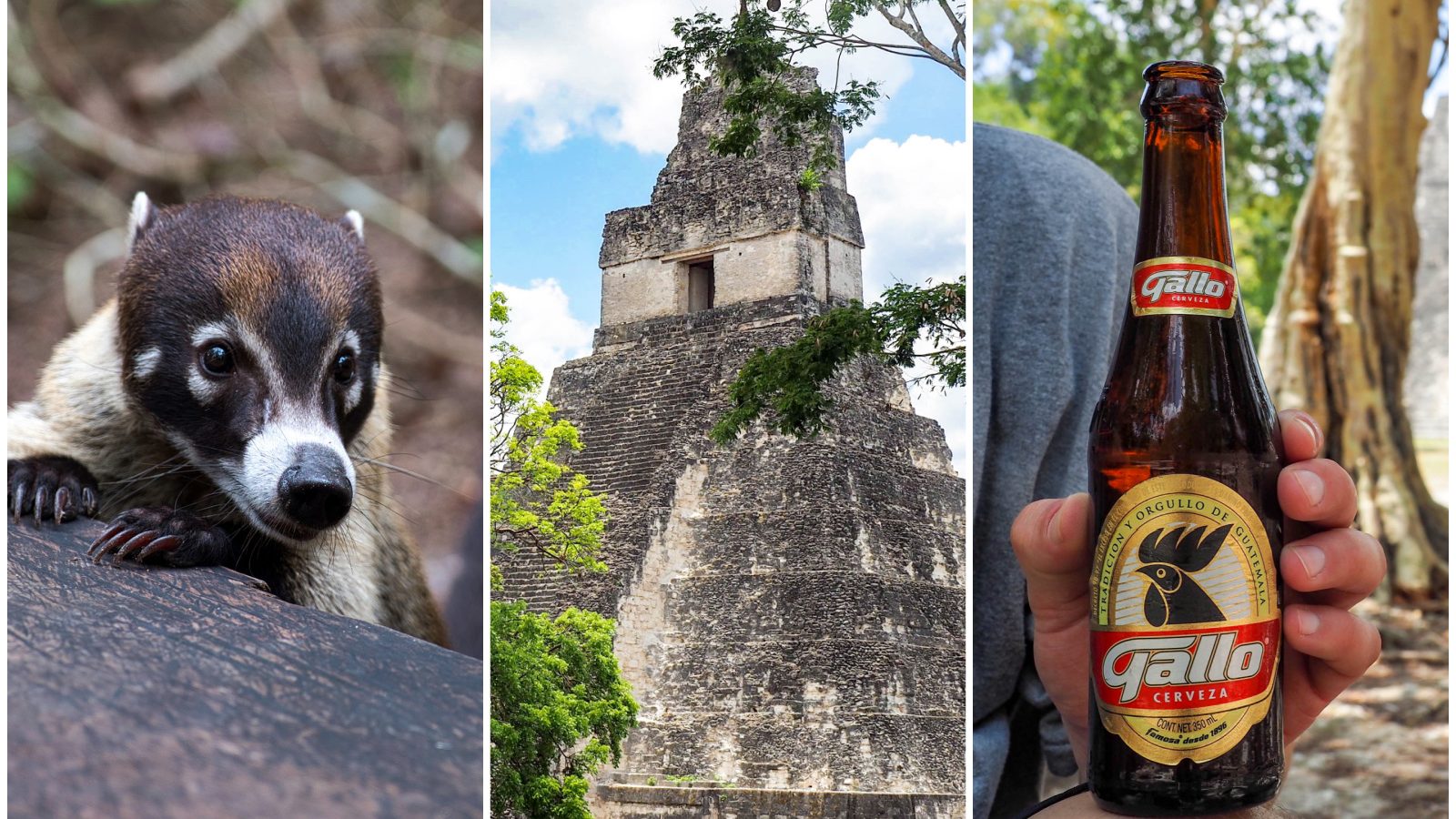 Belize to Tikal Day Trip: Important Tips for Your Guatemala Day Tours | San Ignacio, Belize to Tikal National Park, gallo beer, coatimundis, ancient Maya temples