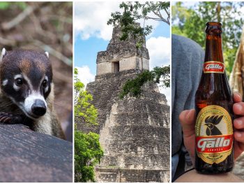 Belize to Tikal Day Trip: Important Tips for Your Guatemala Day Tours | San Ignacio, Belize to Tikal National Park, gallo beer, coatimundis, ancient Maya temples