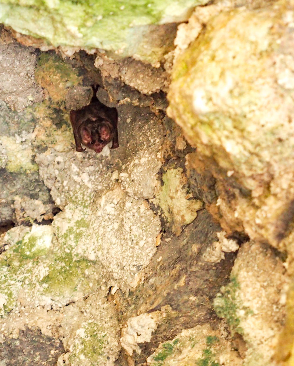 brown bat hanging from cave structure