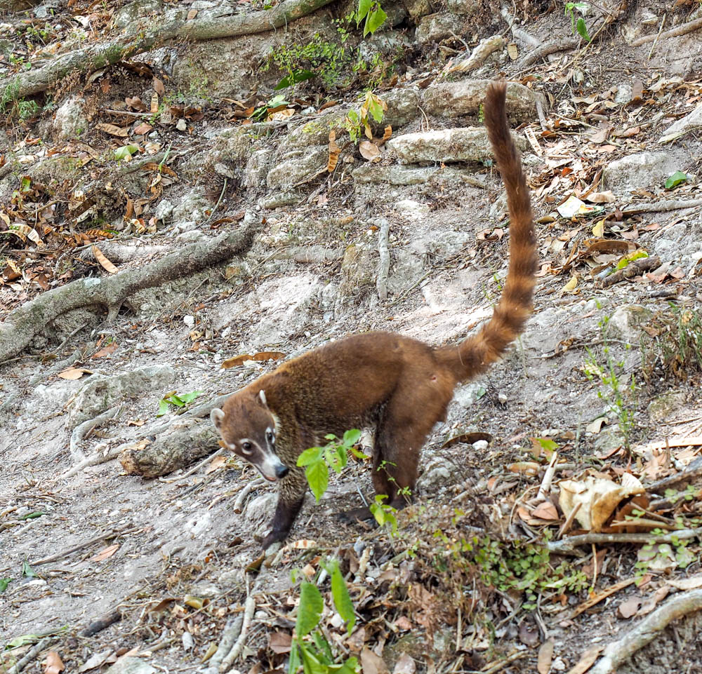 cute coati in the jungle