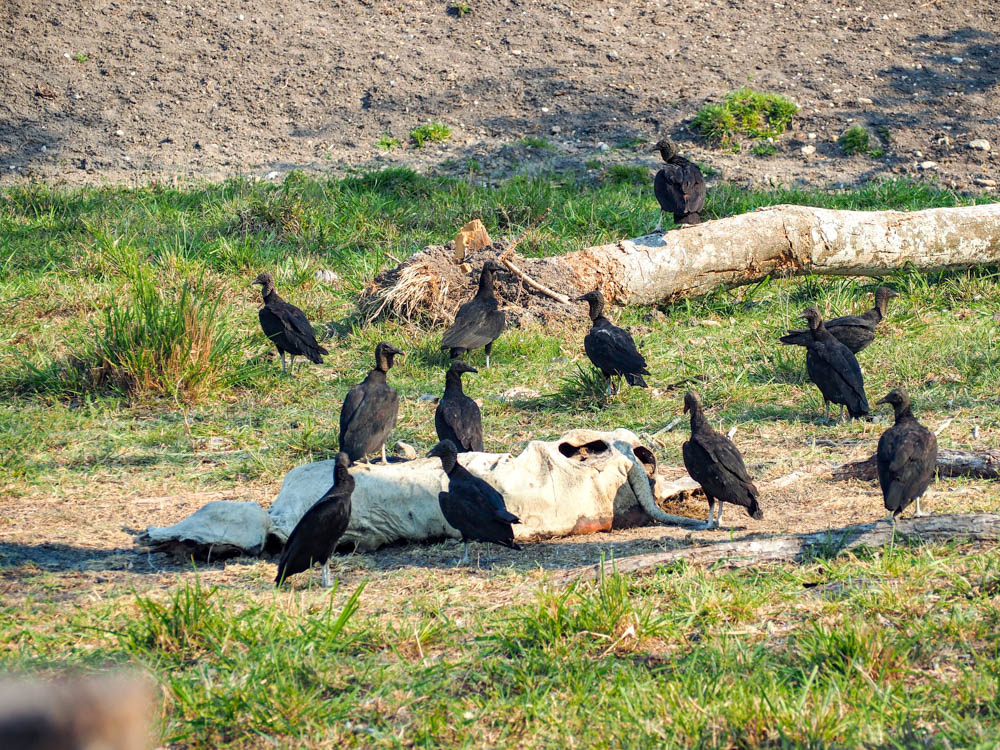 dead cow being eaten by vultures in a field