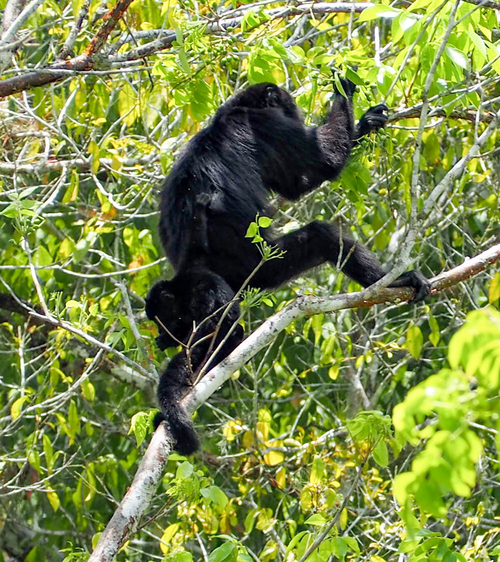 black adult monkey and baby in a tree during belize to tikal day trip