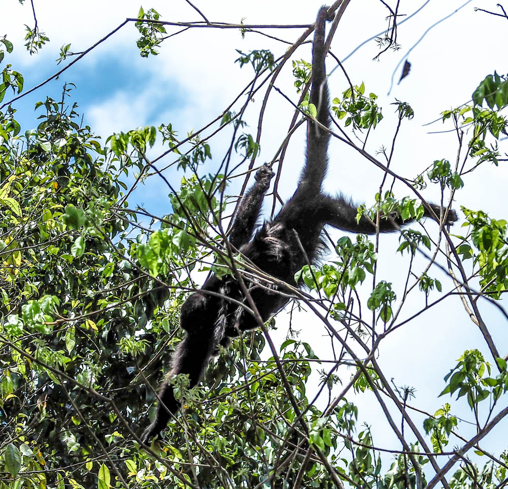 black monkey hanging upside down in a tree