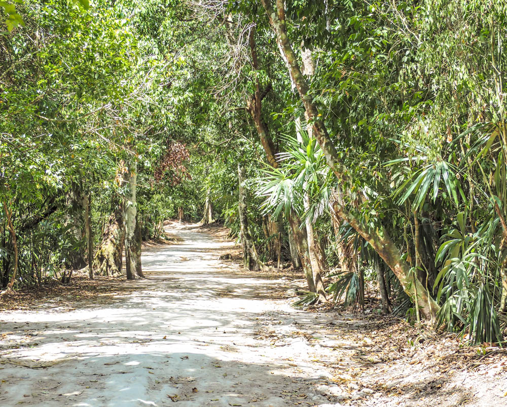 jungle walking path covered in sun surrounded by trees