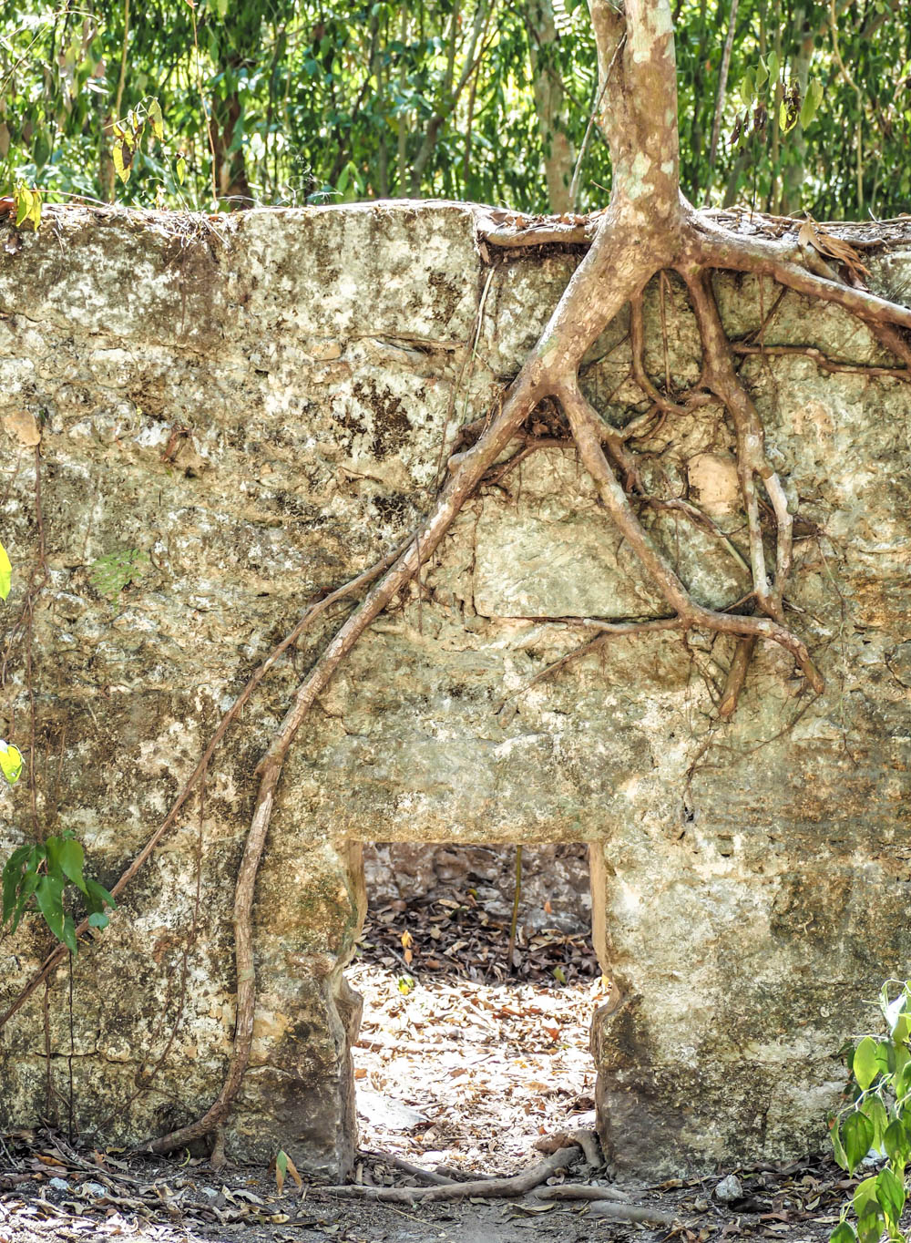 tree roots overgrowing an ancient structure on belize to tikal day trip