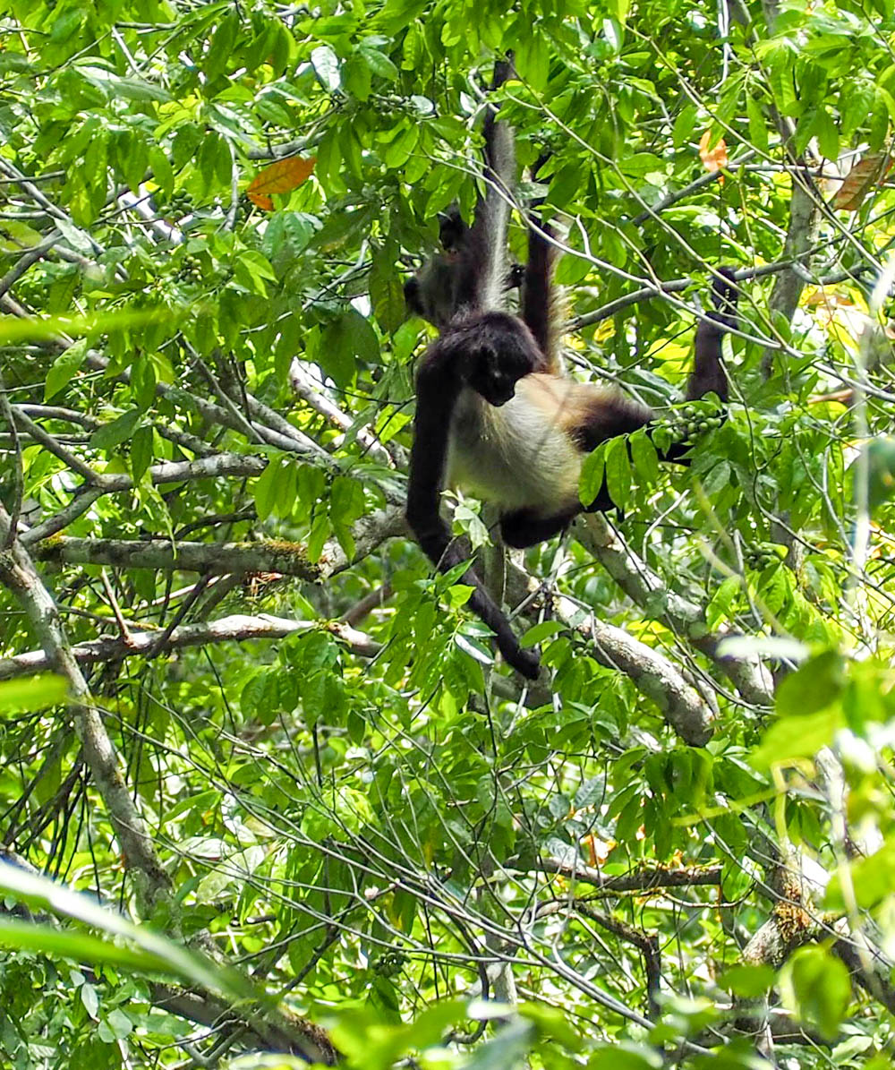 brown and black monkey hanging out in a tree