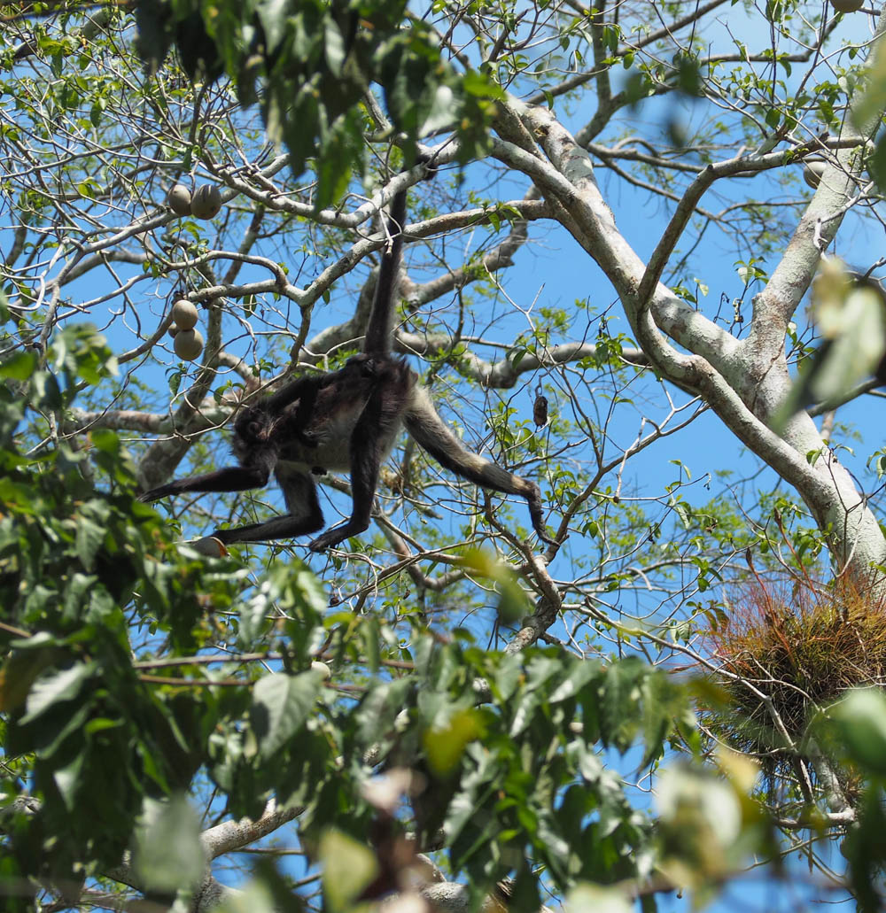 pregnant spider monkey hanging from tree by tail holding a baby