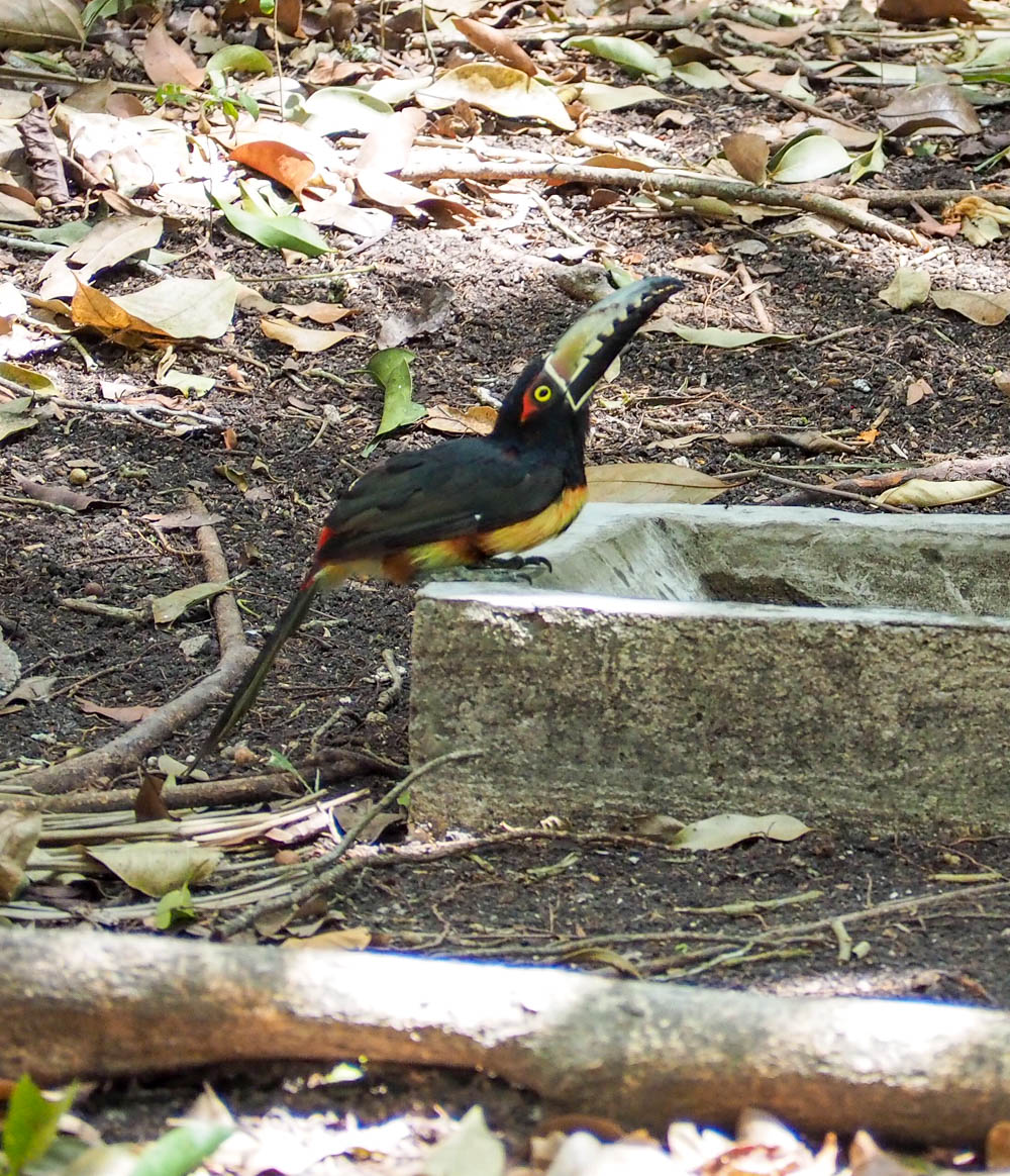 colorful toucan drinking water from a trough on belize to tikal day trip