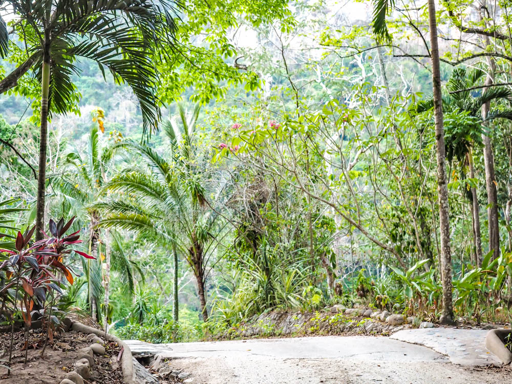 dirt path surrounded by tropical trees in the belize jungle