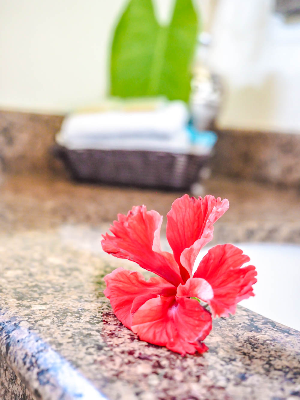red flower on a bathroom counter