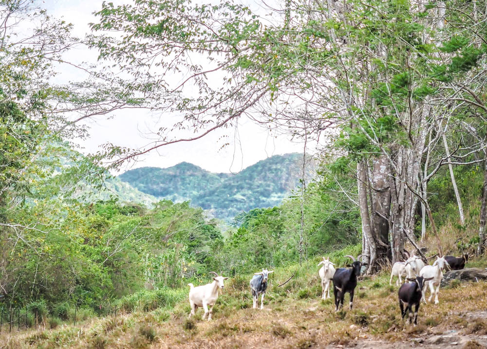 group of white and black goats in the jungle at black rock lodge in belize