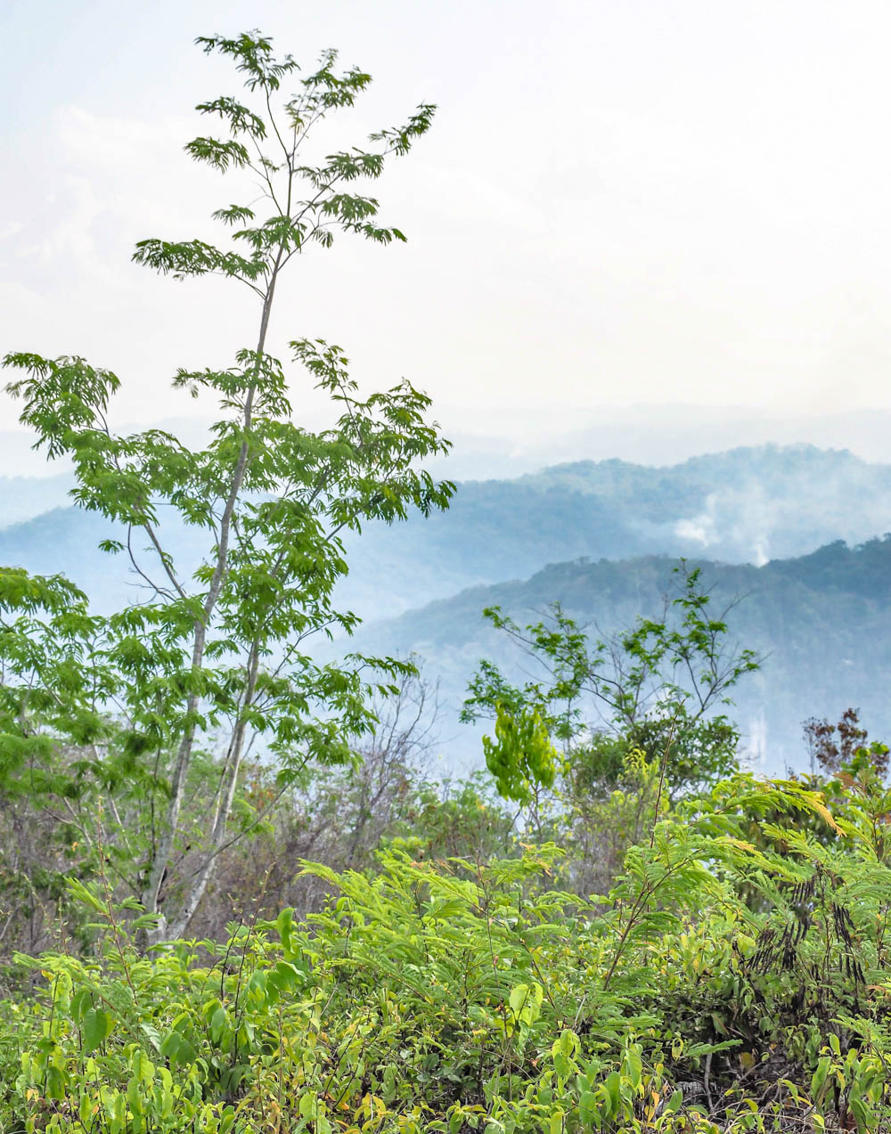 view of blue mountains and green trees in belize