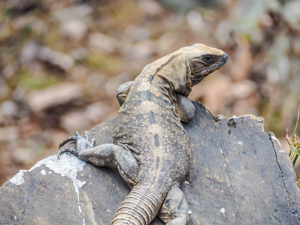 light brown iguana sitting on a rock