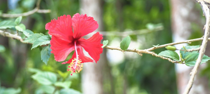 Black Rock Lodge | Jungle | red hibiscus flower at the black rock lodge in san ignacio | belize