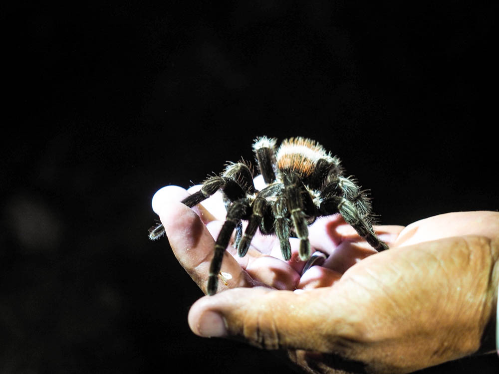 hand holding a tarantula in the dark