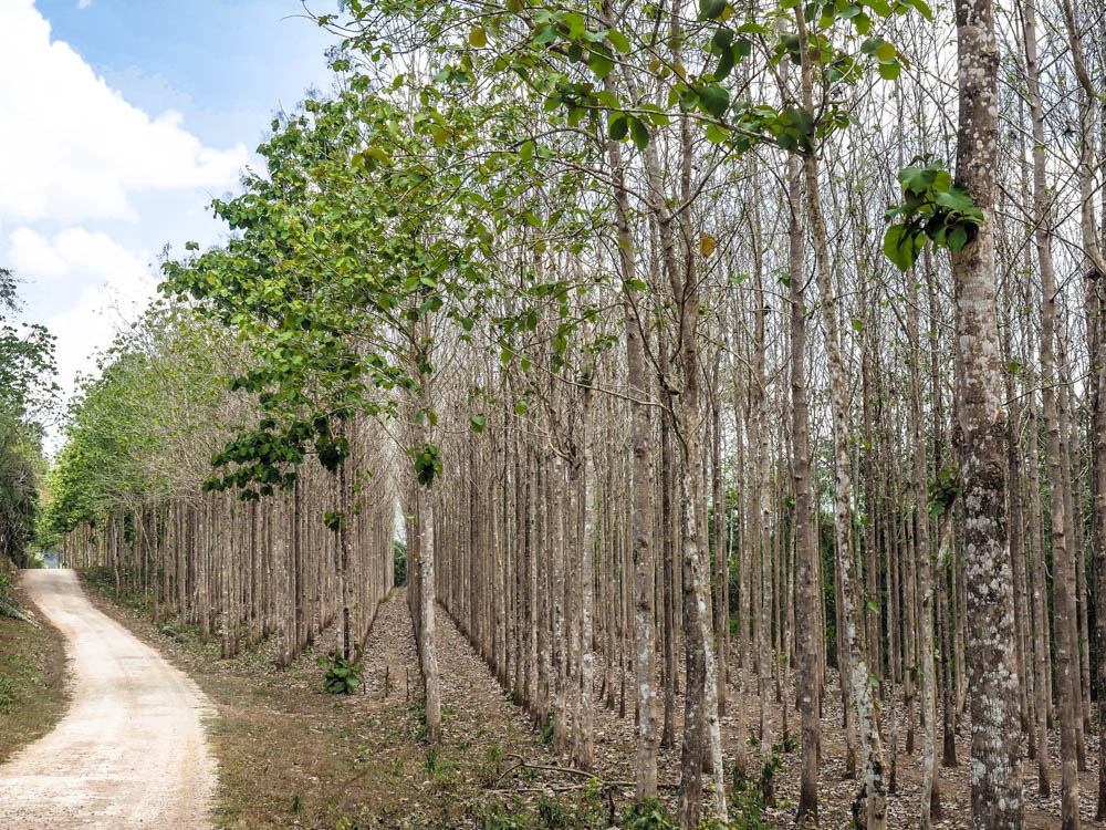 straight rows of thin trees along a path in belize