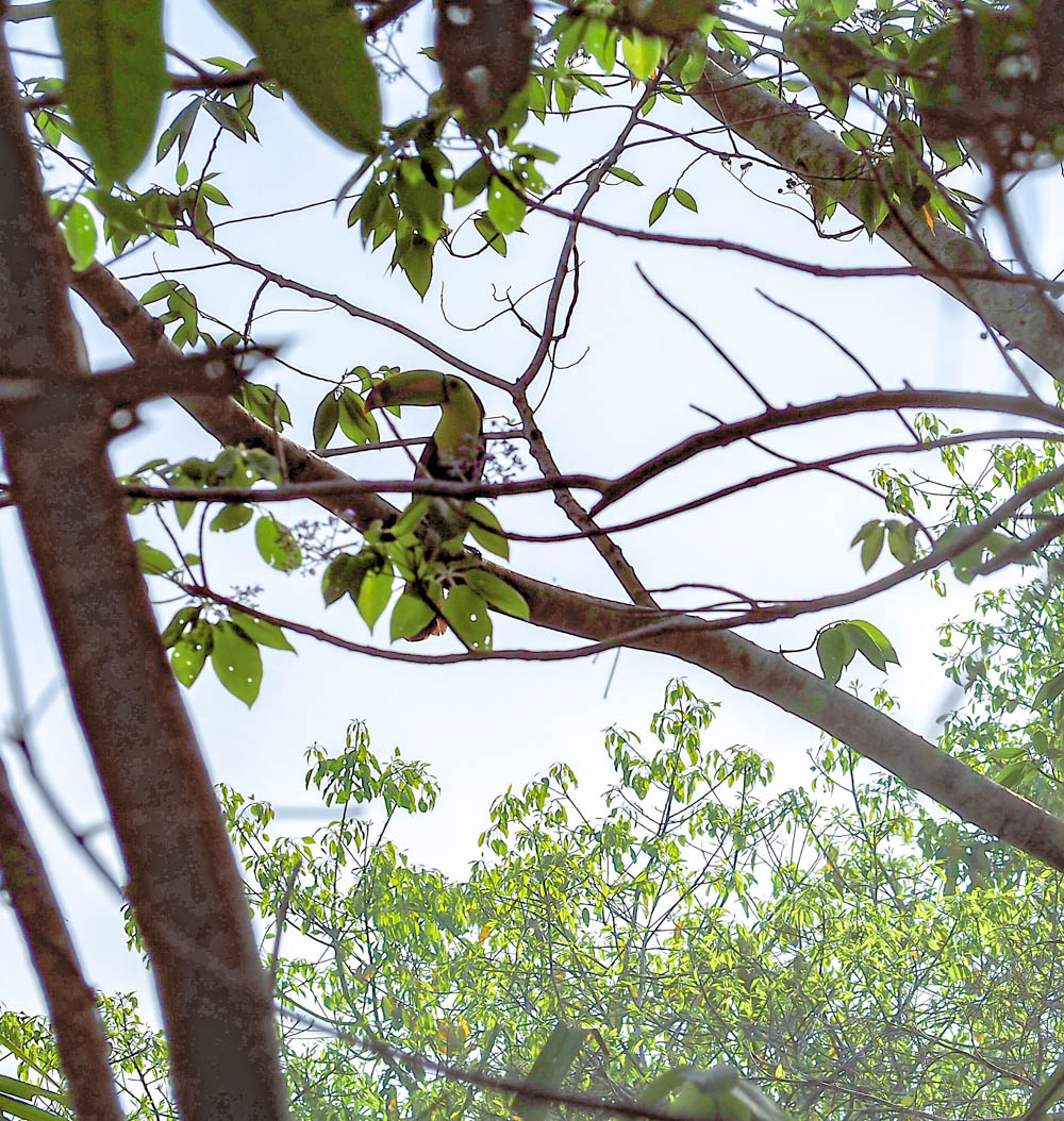 toucan in the trees outside Black Rock Lodge in Belize