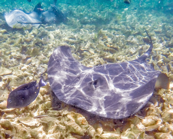 Purple ray | Caye Caulker snorkeling with Caveman Snorkeling Tours