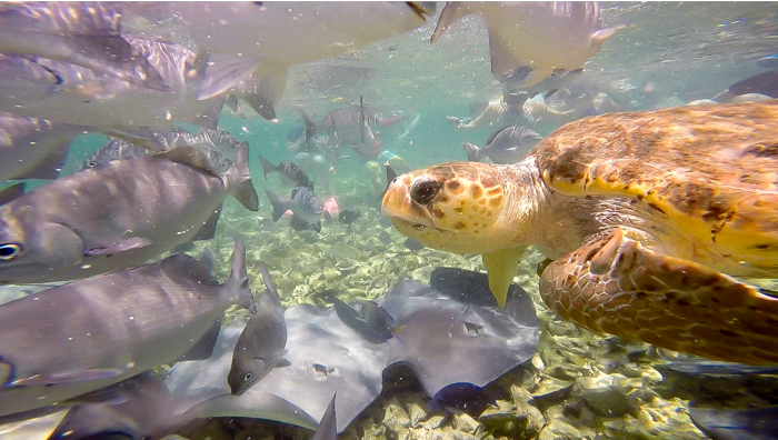 Snorkeling | Belize | Snorkeling in Belize with Caye Caulker's Caveman Snorkeling Tours