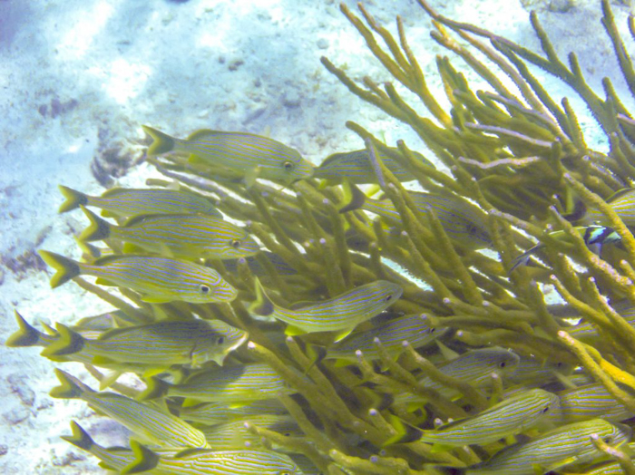 yellow striped fish and yellow coral | Snorkeling in Belize with Caye Caulker's Caveman Snorkeling Tours