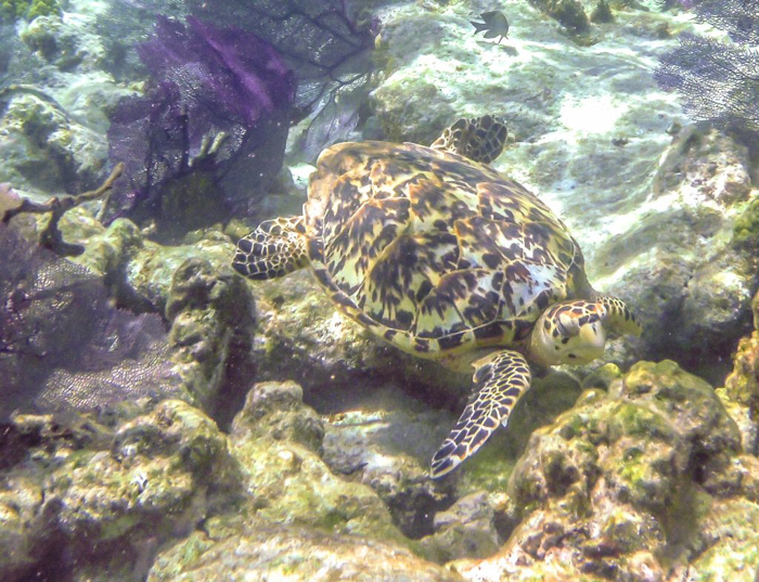 smiling sea turtle | Hawksbill sea turtle while snorkeling in Belize with Caye Caulker's Caveman Snorkeling Tours