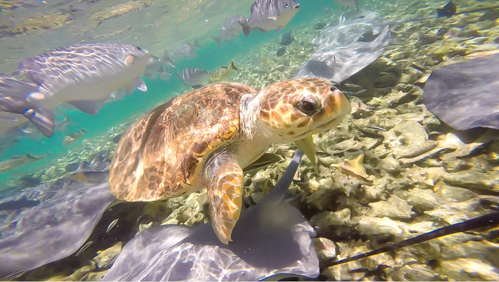 sea turtle up close | Snorkeling in Belize with Caye Caulker's Caveman Snorkeling Tours