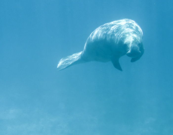 manatee in blue ocean | Caye Caulker snorkeling with Caveman Snorkeling Tours