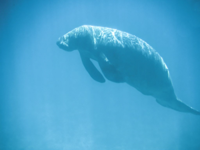 manatee floating in the ocean | Caye Caulker snorkeling with Caveman Snorkeling Tours